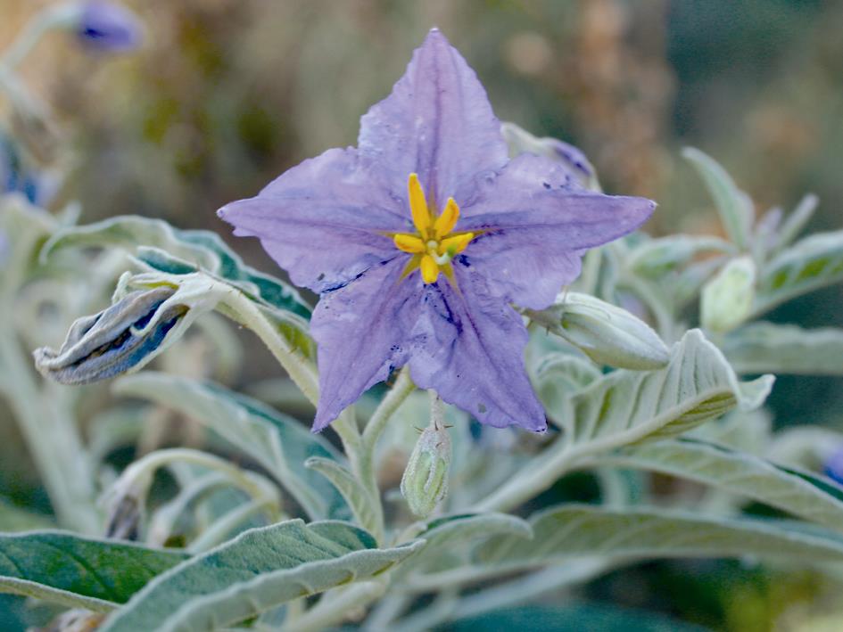 Silverleaf nightshade flowers are purple and star-shaped when fully open