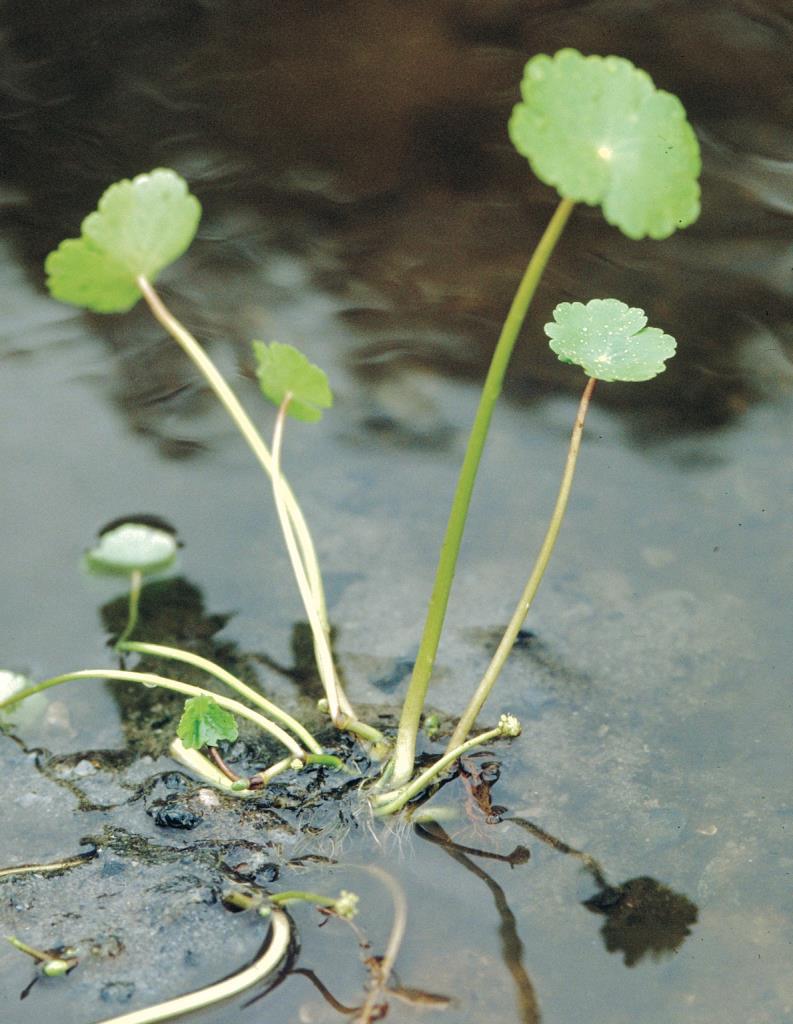 Hydrocotyl leaves are on succulent stalks up 40 cm long.