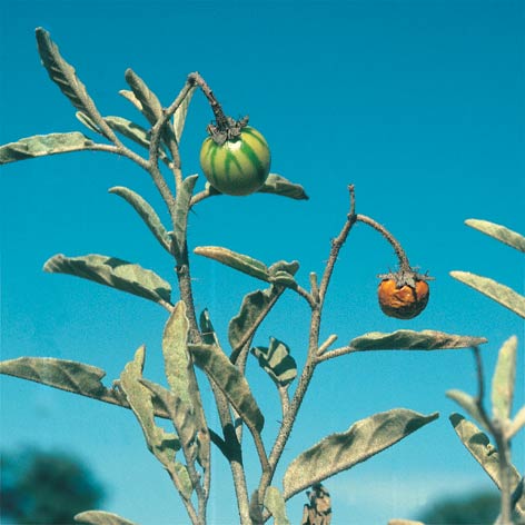 Silverleaf nightshade berries are green striped when young and turn yellow-orange when ripe