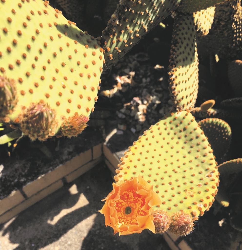 Blind cactus has orange flowers