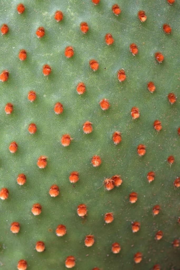Blind cactus has tufts of red or reddish brown bristles in the areoles on the pads.