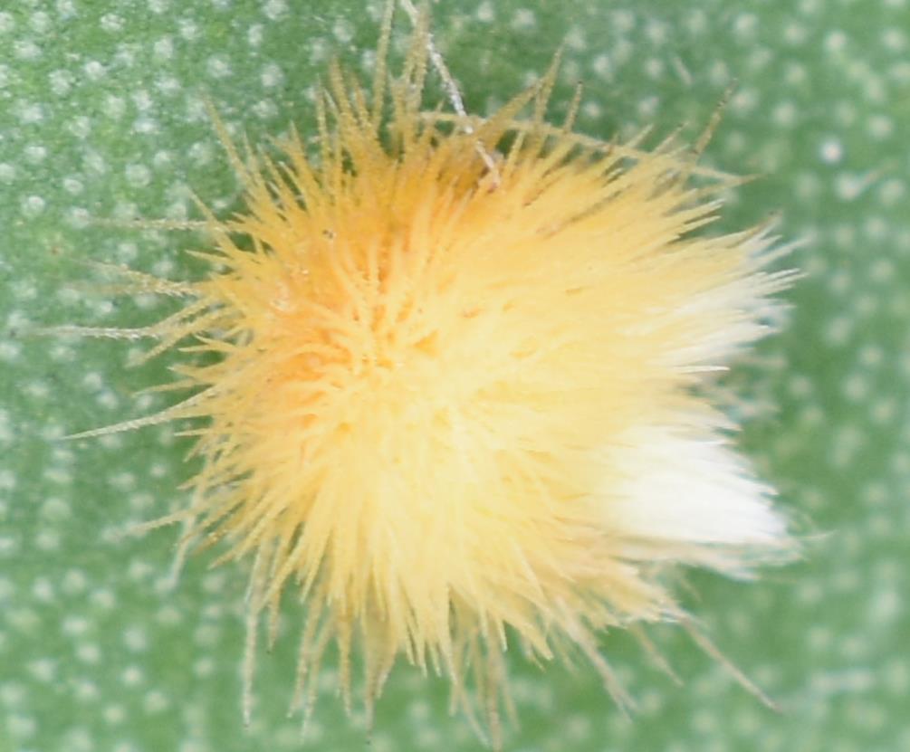 Close up of bunny ears cactus bristles showing the barbs.
