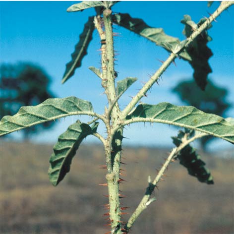 Silverleaf nightshade has sharp spines on the stems and often on the bottom of leaves