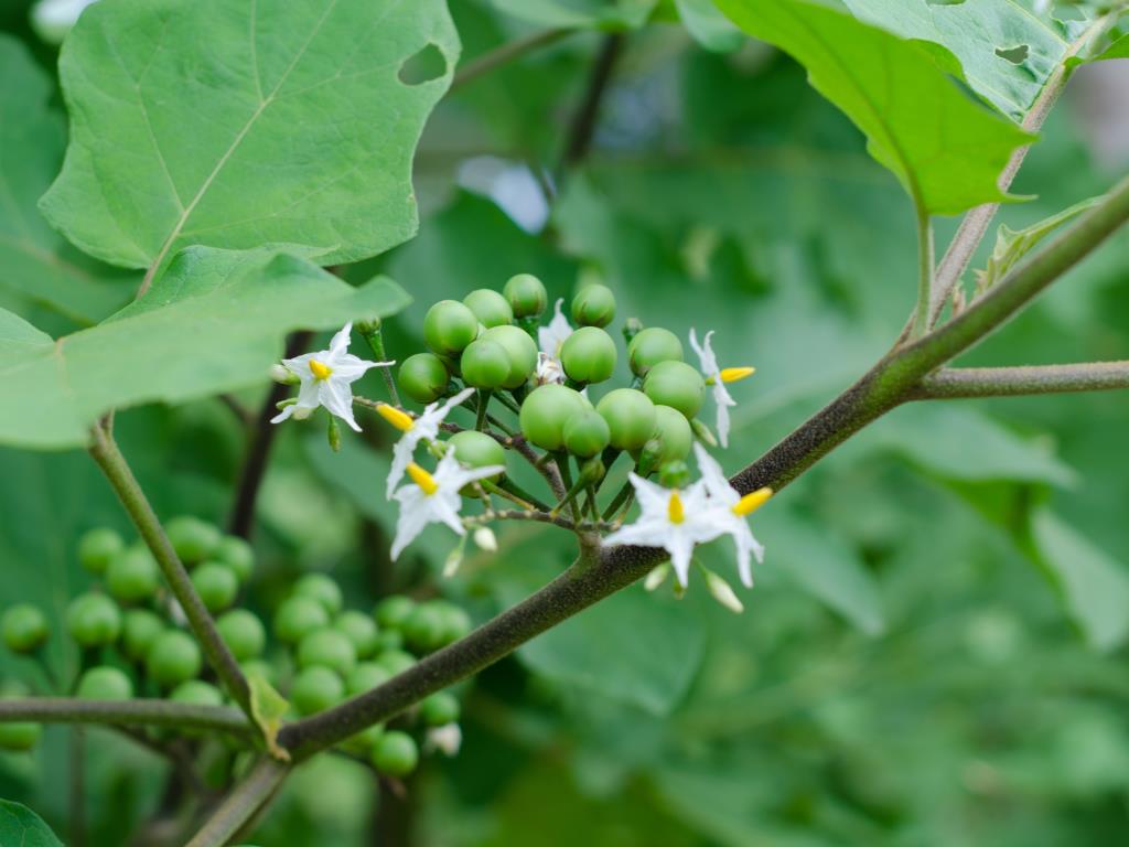 Devil's fig has white flowers and pea-sized fruit.