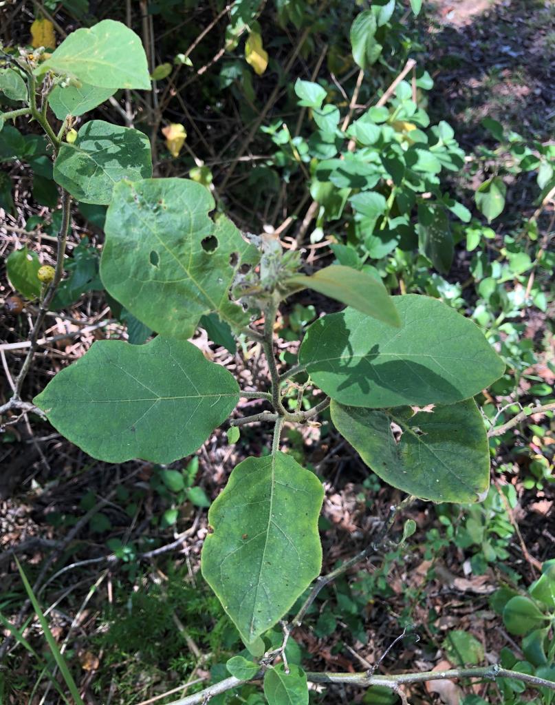 The leaves on young devil's fig plants have oval leaves or shallowly-lobed margins.