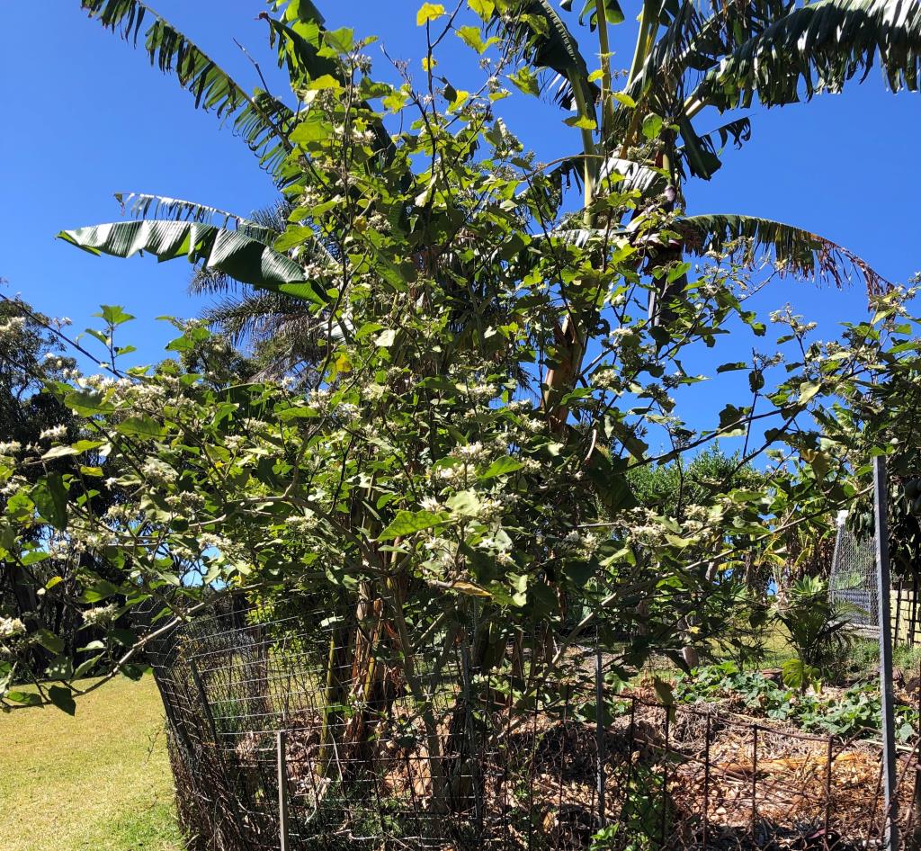 Devil's fig plants are usually 0.8 to 3 m tall.