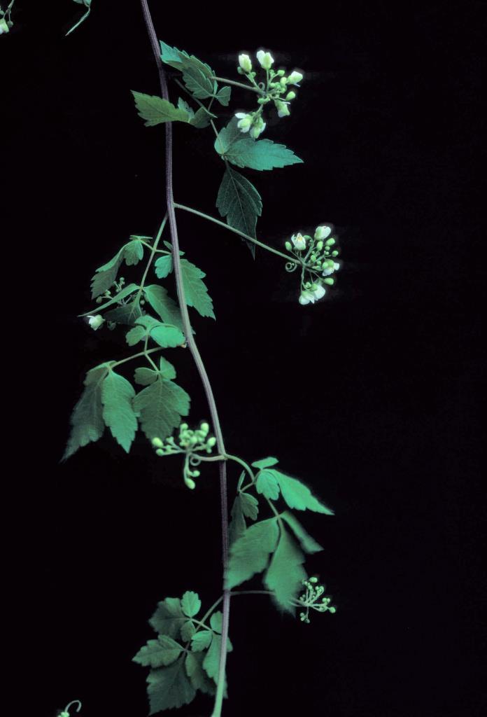 Balloon vine has leaflets divided into 3 groups of 3.
