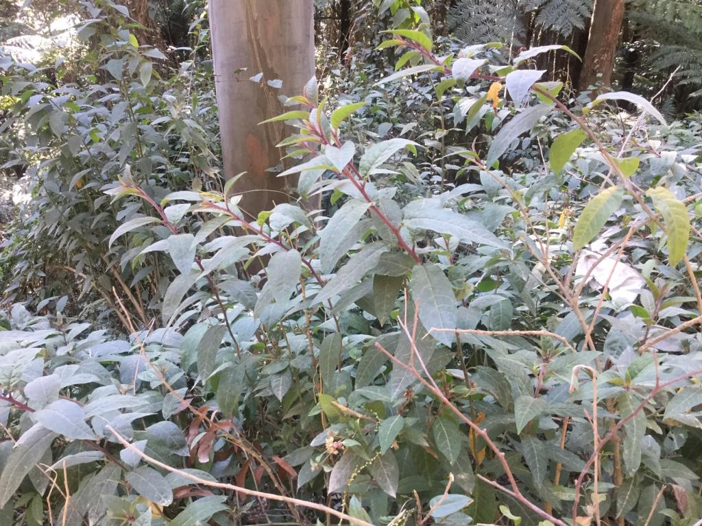 Red cestrum is a shrub with purple hairs on the stems and alternate hairy leaves.