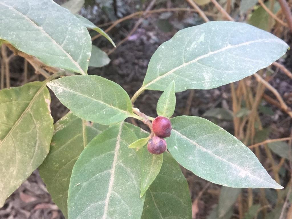 Red cestrum has small, round, red berries.