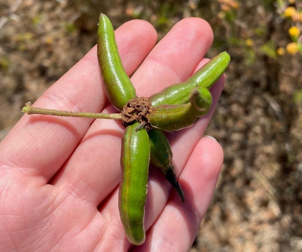 Seed pods are glossy green before they ripen. 
