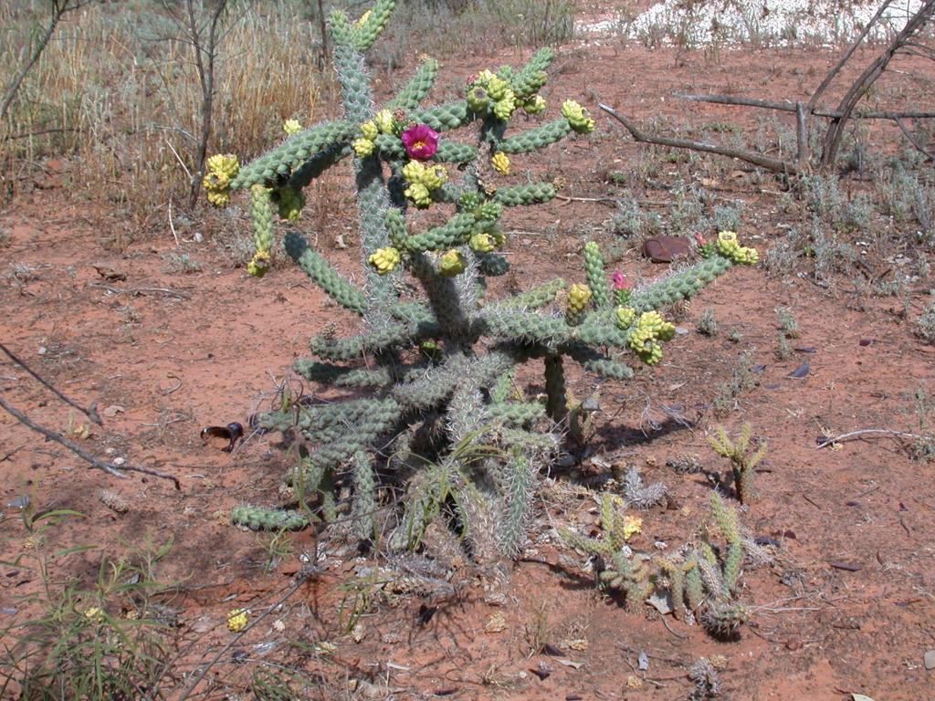 Snake cactus is a shrub up to 3 m tall.