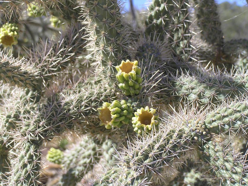 There are up to 24 spines per areole.