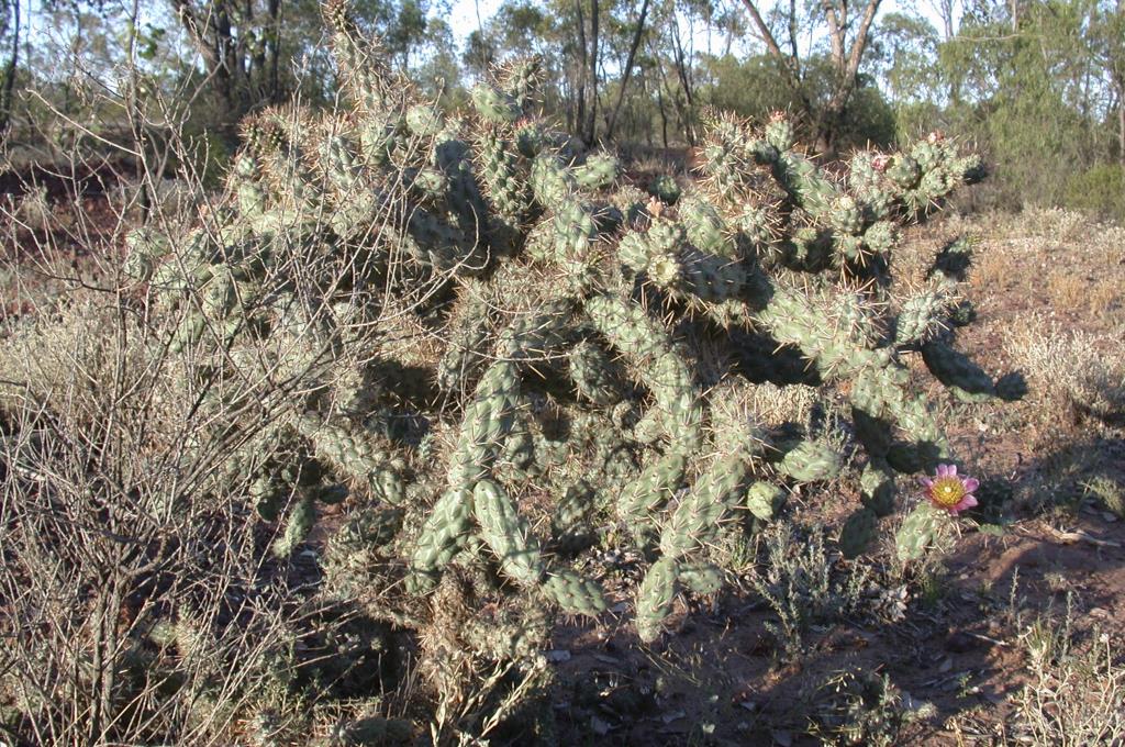 Jumping cholla is a cactus shrub up to 2 m tall with many overlapping spiny branches.