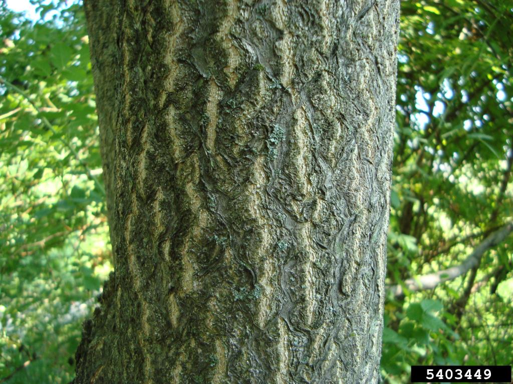 The bark of mature trees is grey and rough.