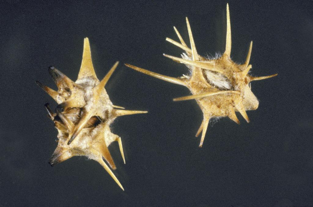 Spiny burrgrass seeds. 