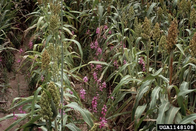 Witchweeds are parasitic plants that cause severe damage in crops.