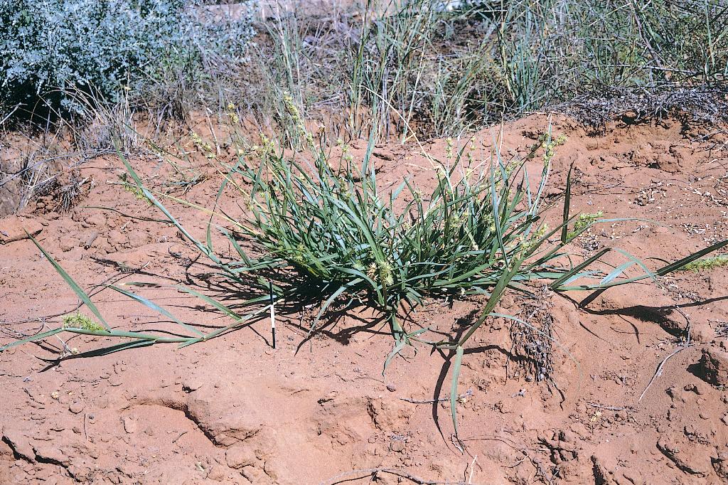 Spiny burrgrass plant.
