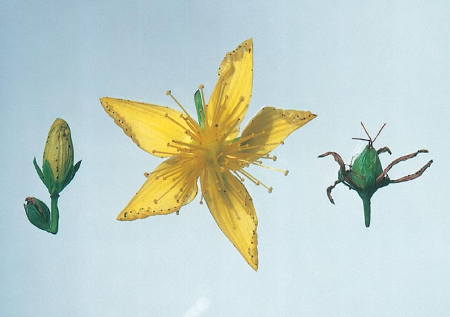 Left: a closed flower bud. Middle: an open yellow flower. Right: a small green seed capsule of St John’s wort