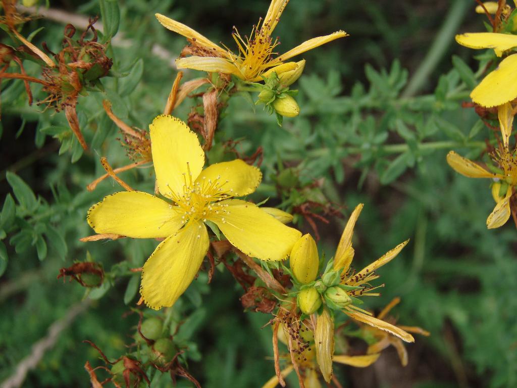 Yellow St John’s wort flower and flower buds