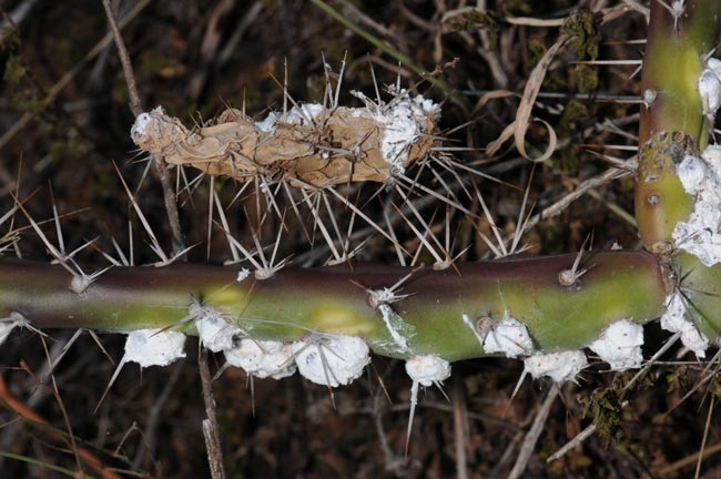 Tiger pear with damage by biocontrol agents - cochineal scale insects.