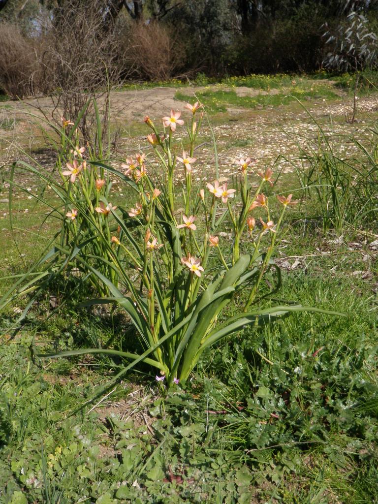 Cape tulip plants.