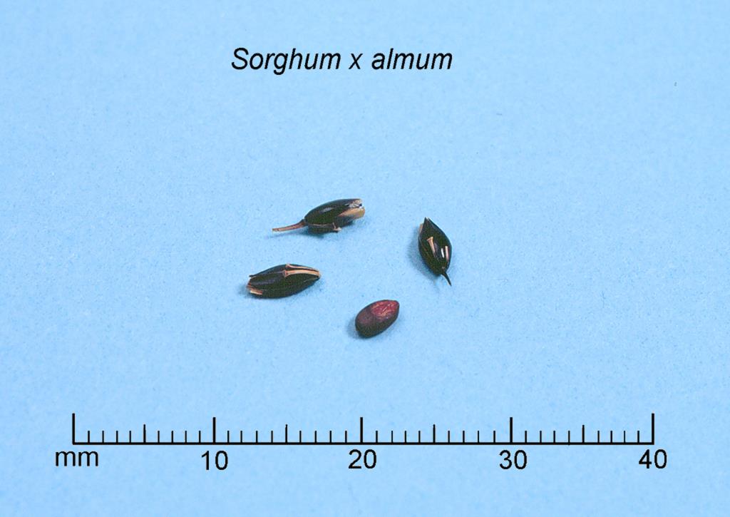 Columbus grass seed Sorghum x almum