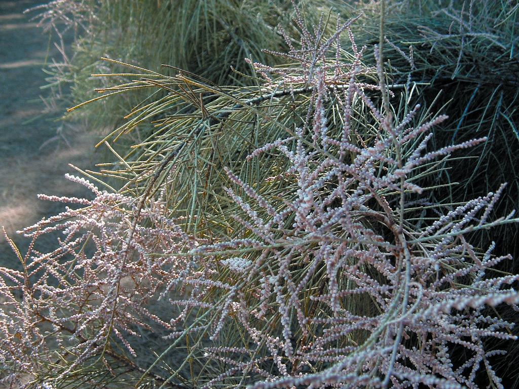 Athel pine has pinkish-white flowers that grow along the stems.