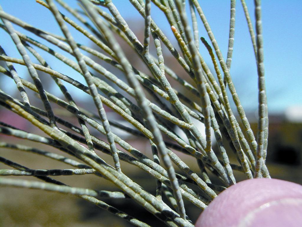 Athel pine needle segments are only 1–2 mm long.