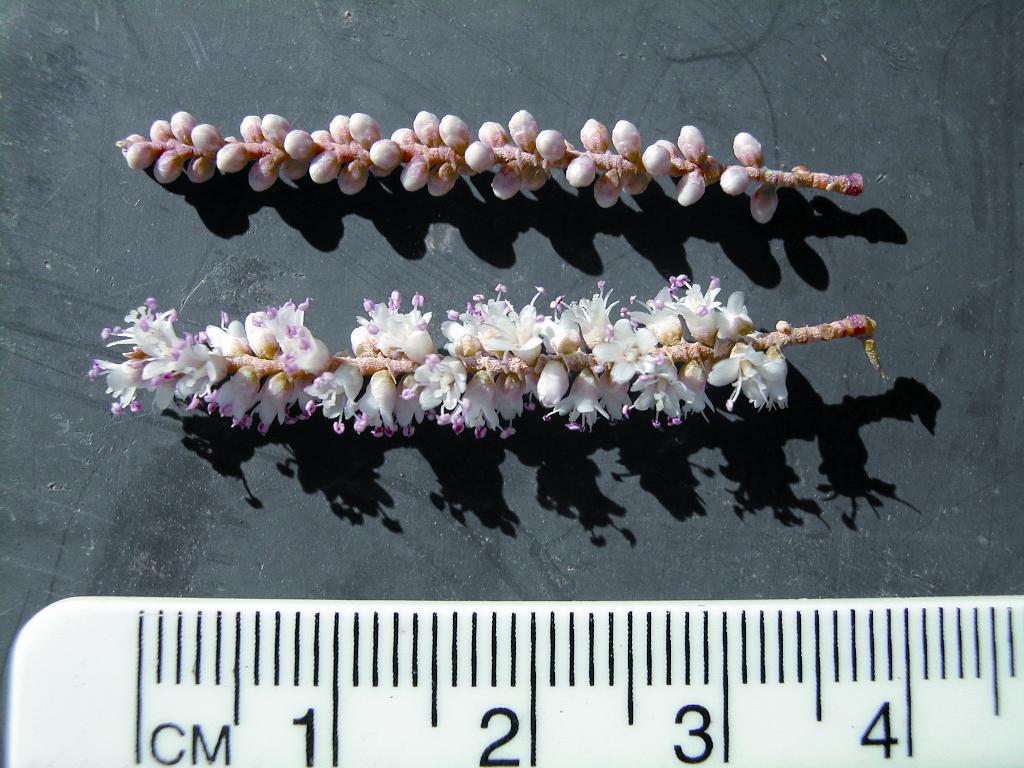 Athel pine has small white and purple flowers in summer, the flower buds are rounded before they open. 