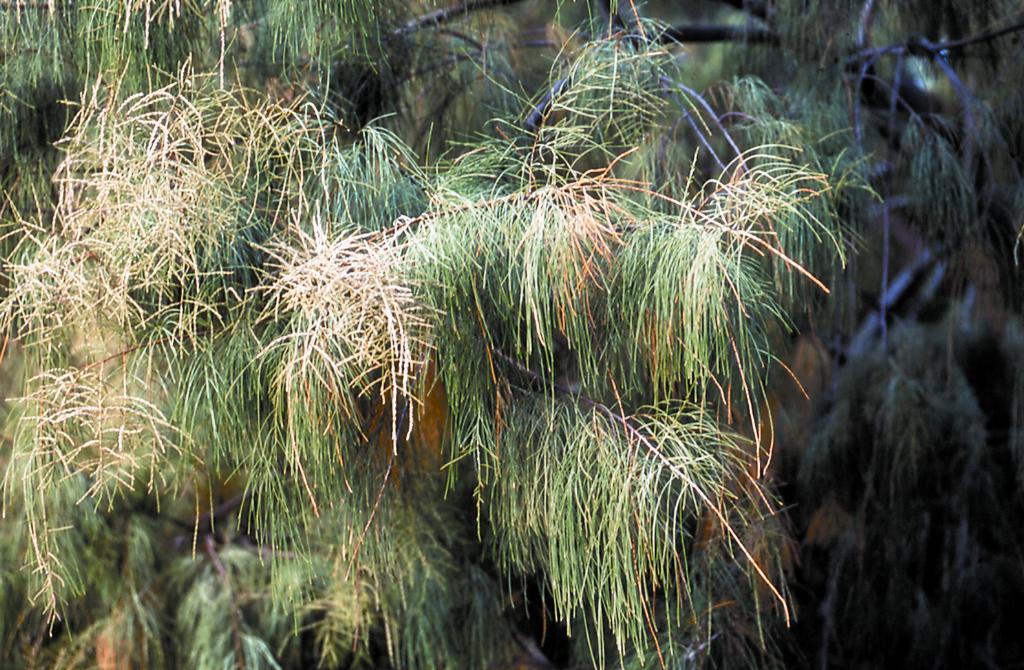 The drooping branches look similar to some species of native Casuarina and Allocasuarina species.