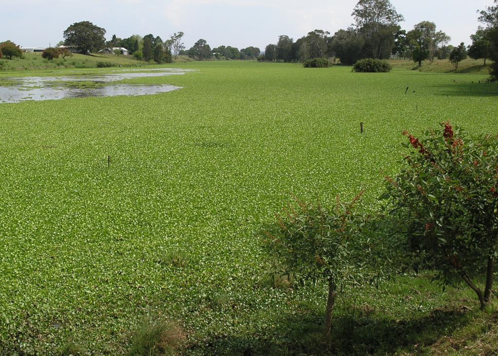 Water hyacinth will cover the entire surface of a water body.