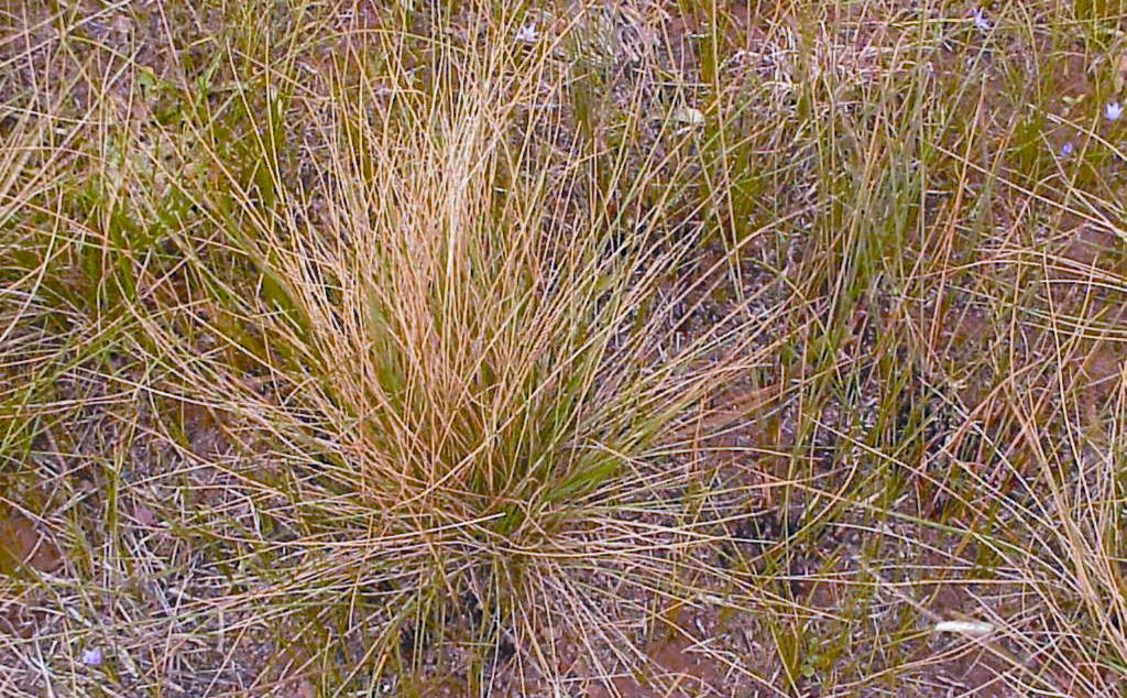 Nassella hyalina - Cane needle grass
