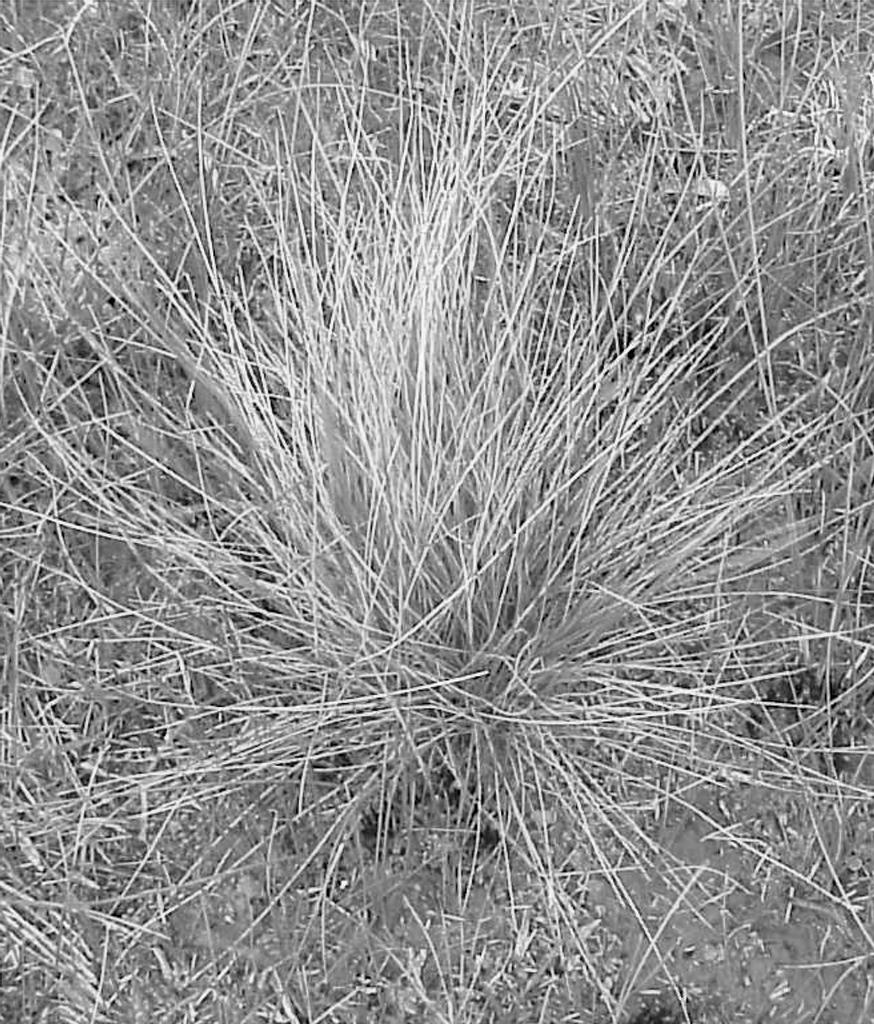 Cane needle grass