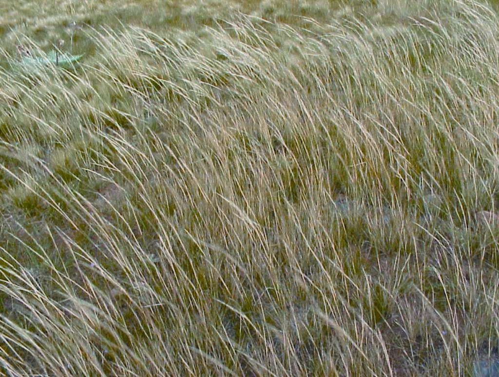 Nassella hyalina - Cane needle grass