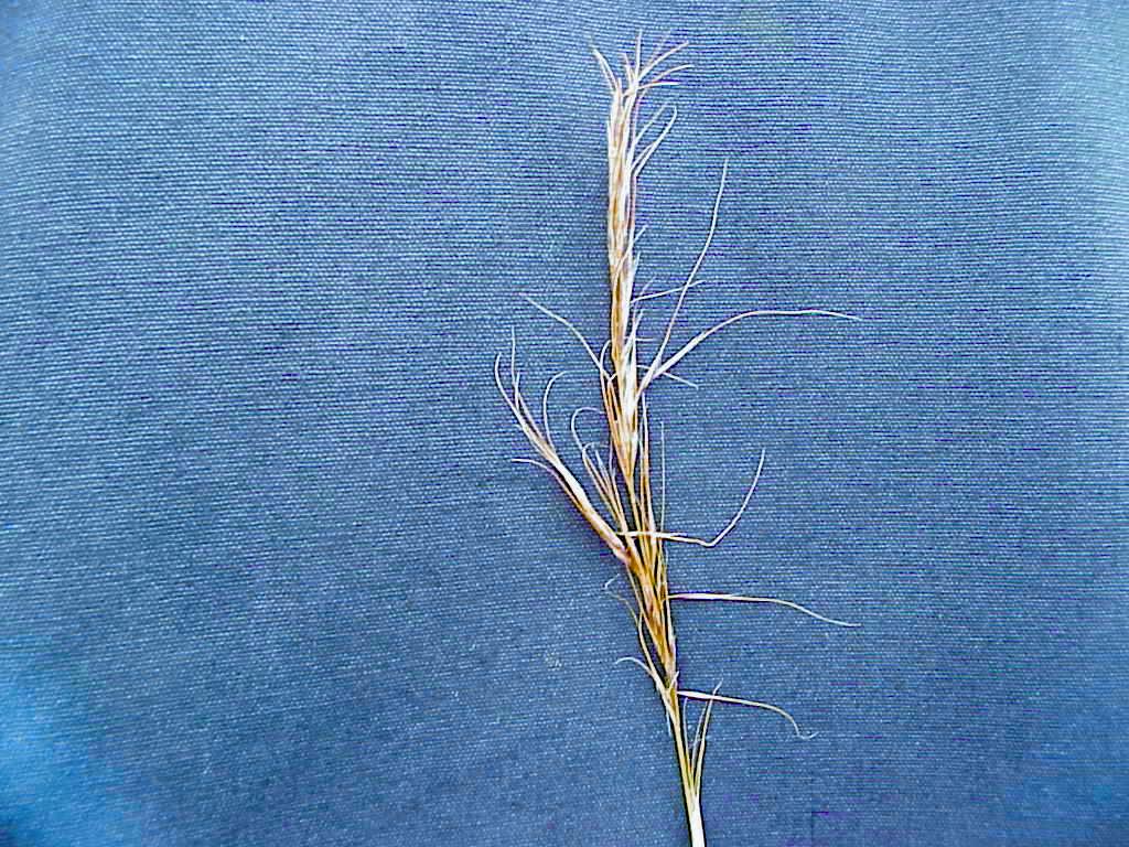 Nassella hyalina - Cane needle grass