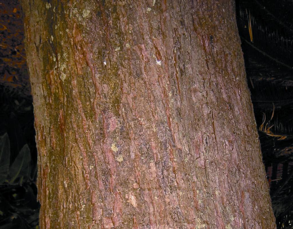 Its trunk is light brown and smooth when young, but may develop  ridges with age.