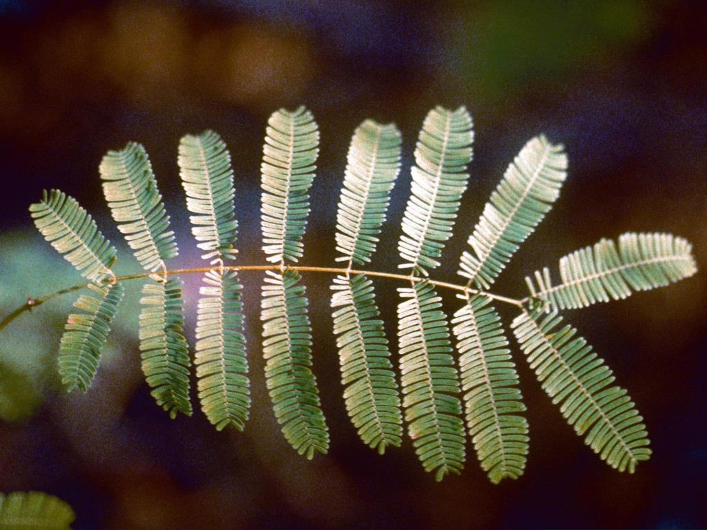 Cutch tree leaves are fern-like and made up of 8–30 pairs of smaller, secondary leaves. 