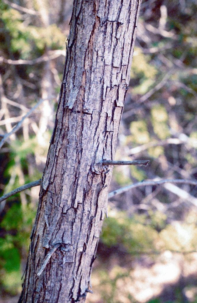 The bark of mature cutch tree peels off from the stem in long strips. 