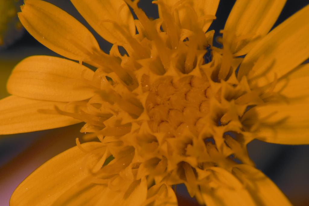 False yellowhead flower