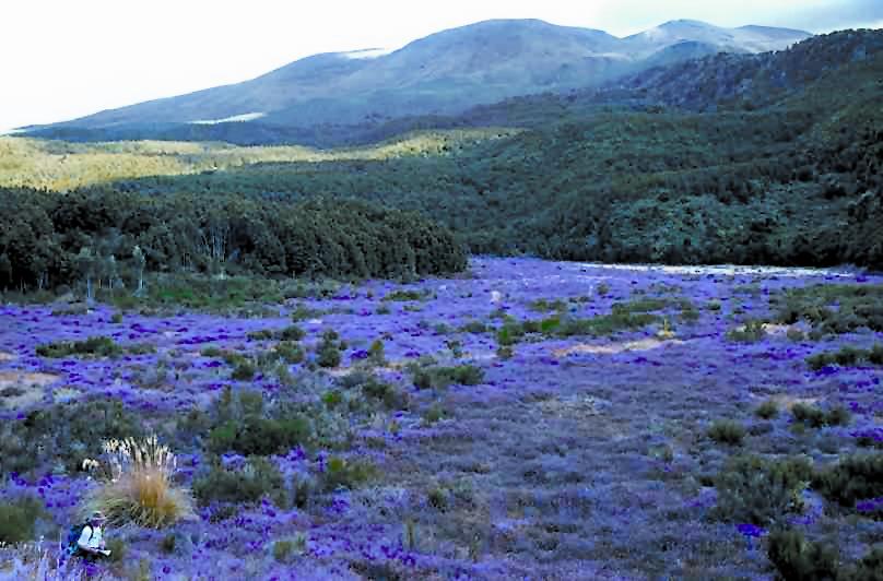 C. vulgaris covers over 6000 km2 in the high  country of New Zealand.