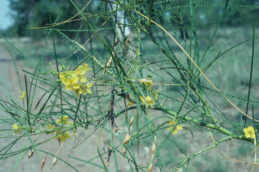 Parkinsonia leaves, flowers and pods.