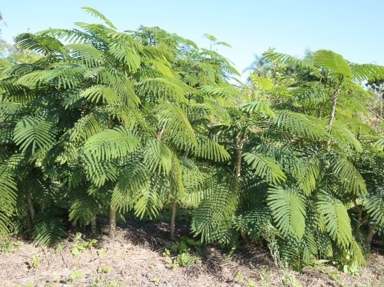 Cha-om is a shrub up to 5 m tall