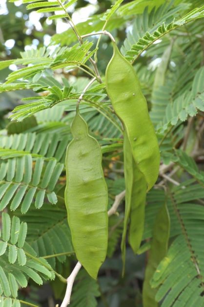 Cha-om has flattened pea-like pods.