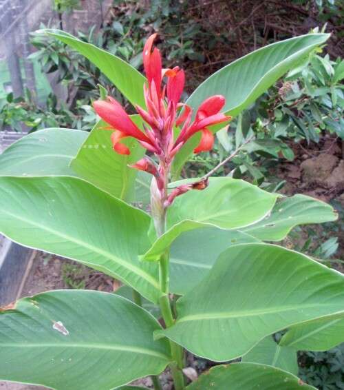 Canna lily has red or yellow flowers. (occasionally yellow with red spots or red with yellow spots)