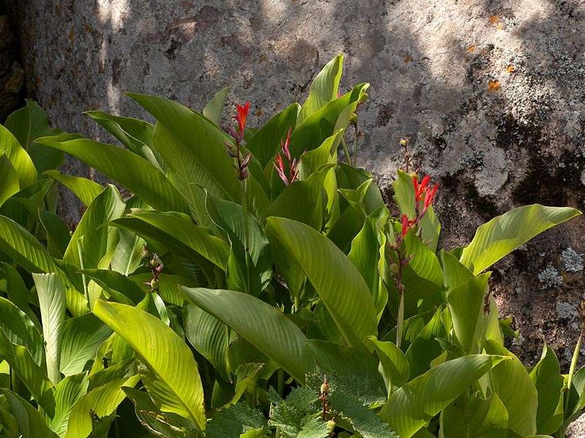 Canna lily leaves are up to 45 cm long and 25 cm wide. 