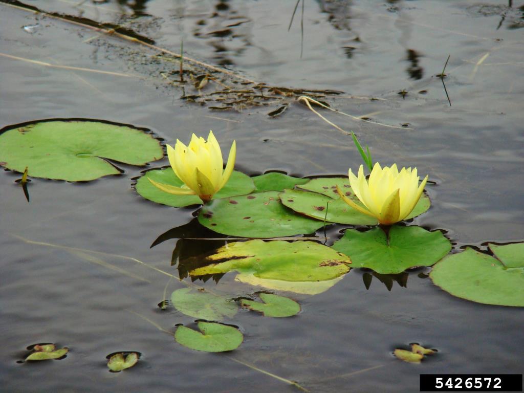 The floating leaves are green and sometimes have brown markings.