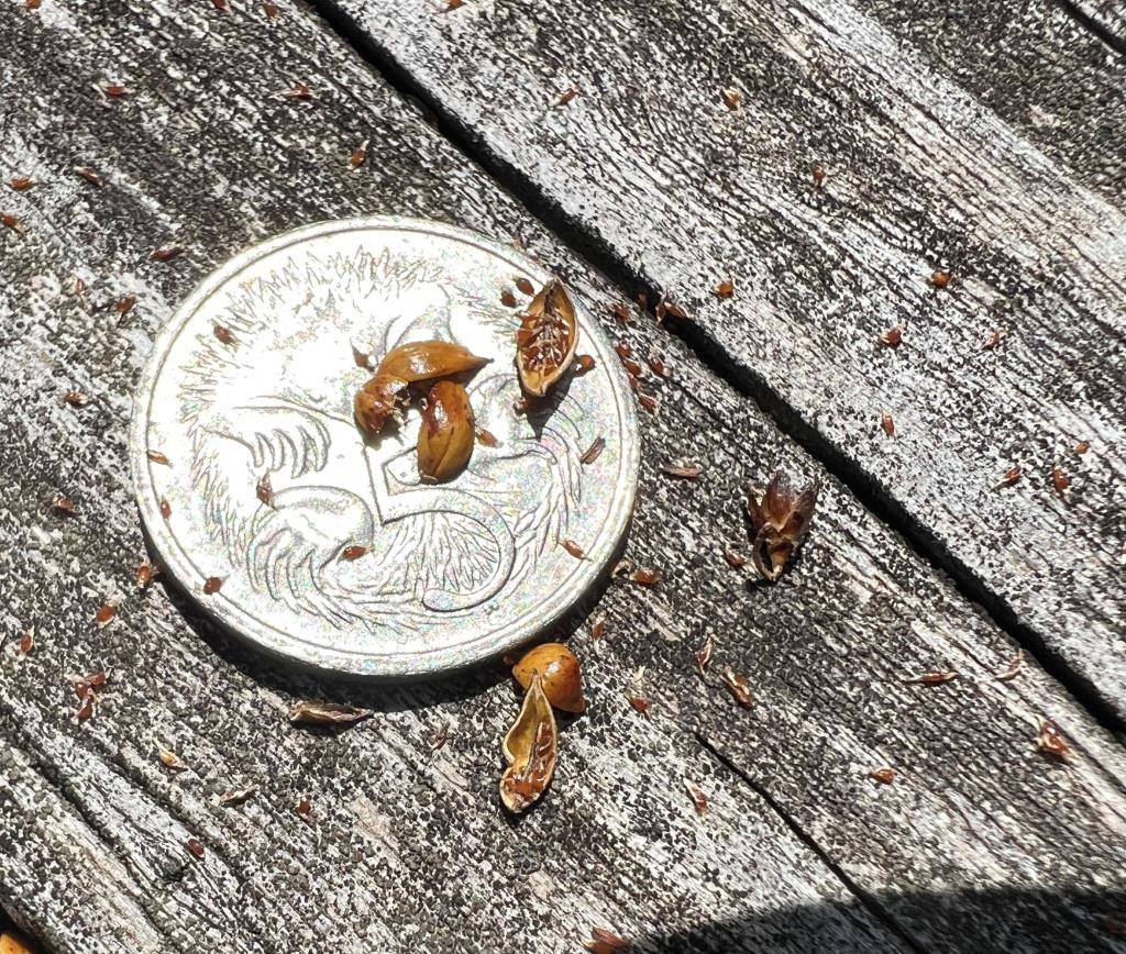 Spiny rush capsules contain many tiny seeds.