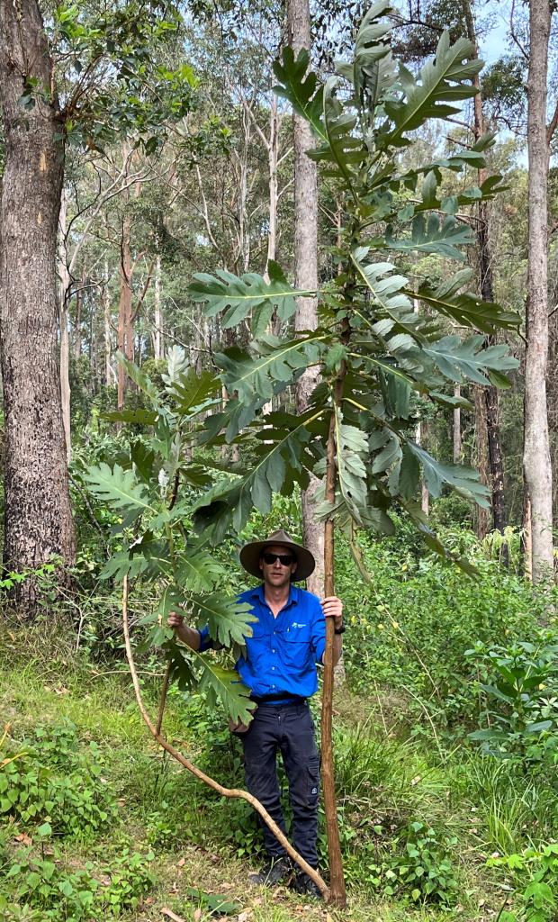 Plume poppy leaves can be up to 90 cm long.