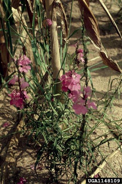 Witchweeds are parasites that grow on the roots of host plants. 