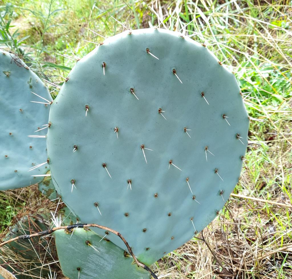 Wheel cactus have evenly space areoles with long white spines.